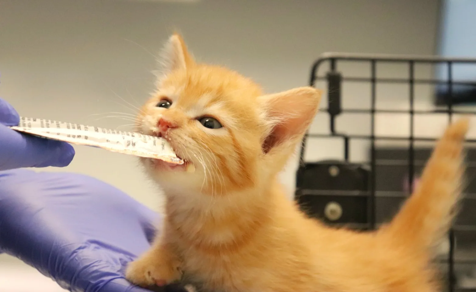 Tiny kitten at the vet.